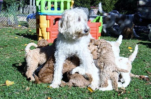 Labradoodle Adoptions Labradoodle Adoptions