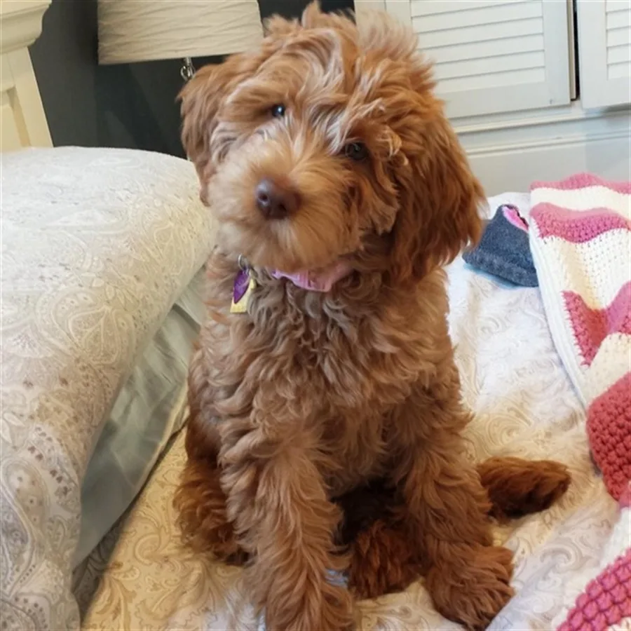 Doodle Album photo