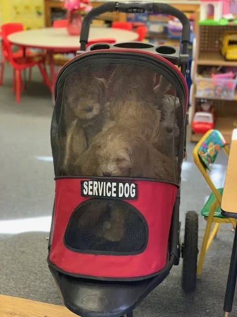 Pre-School Therapy Dog Session photo