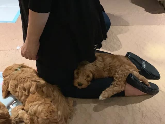 Puppy Party photo