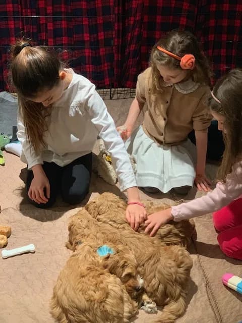 Puppy Party photo