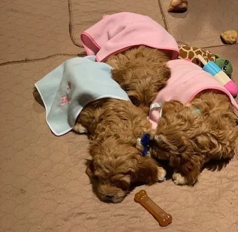 Puppy Party photo