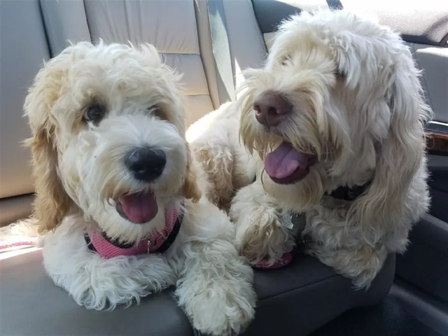 Doodle Album photo