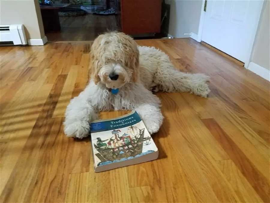 Doodle Album photo