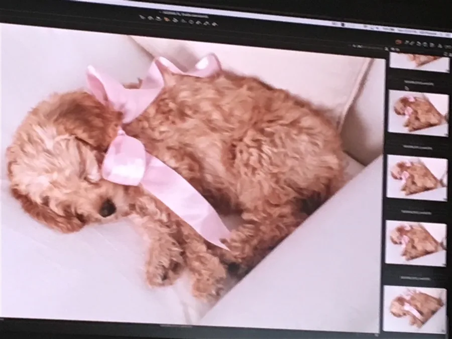 Doodle Album photo