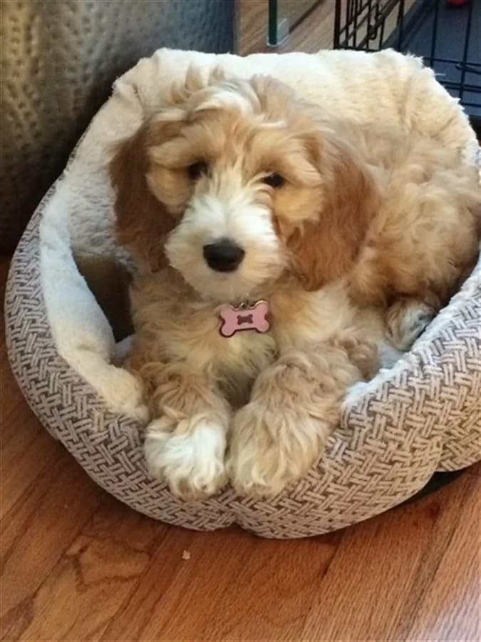 Doodle Album photo