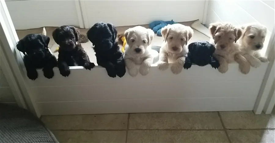Doodle Album photo