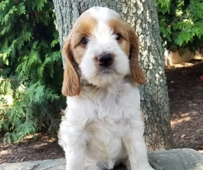 Labradoodles of Long Island