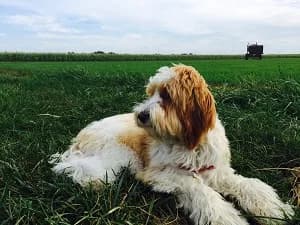 A thank-you note from one of our puppy families