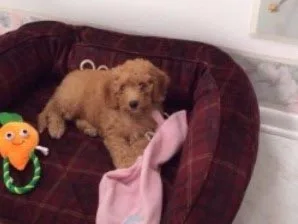 A thank-you note from one of our puppy families
