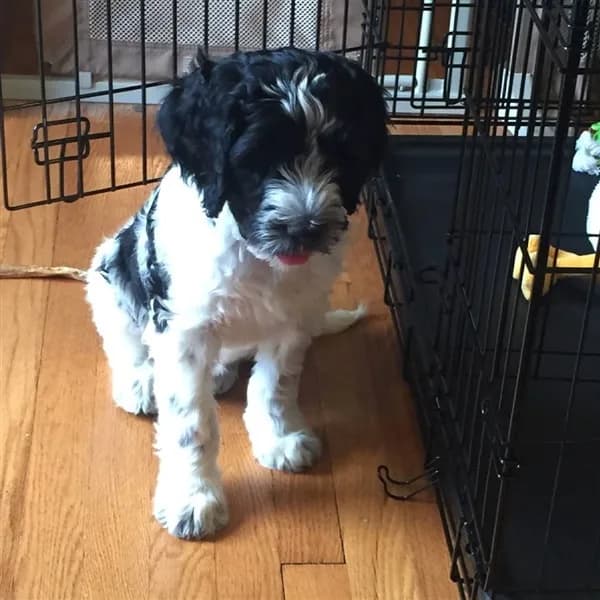 Oreo the Diabetes Alert Dog