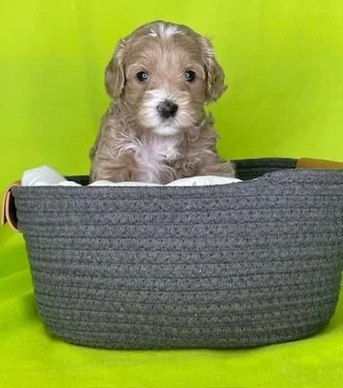 Bailey & Bailey litter
