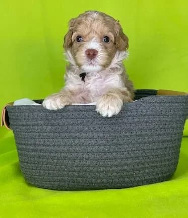 Bailey & Bailey litter