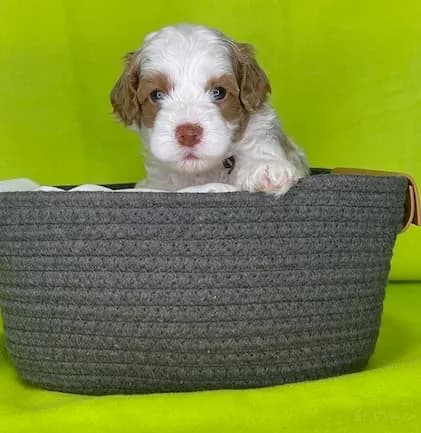 Bailey & Bailey litter