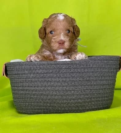 Bailey & Bailey litter