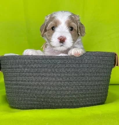 Bailey & Bailey litter