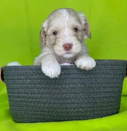 Bailey & Bailey litter