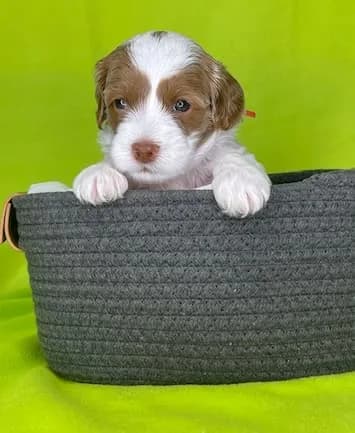 Bailey & Bailey litter