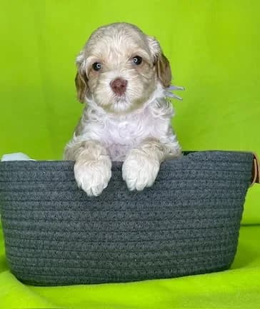 Bailey & Bailey litter