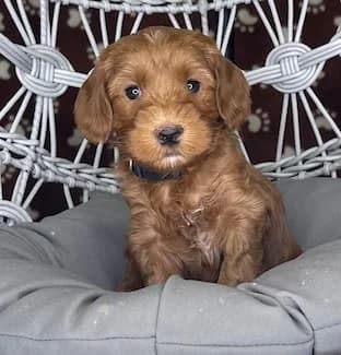 Bailey & Buddy litter