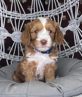 Bailey & Buddy litter