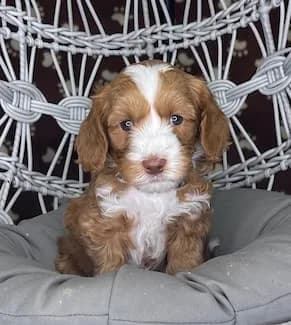 Bailey & Buddy litter