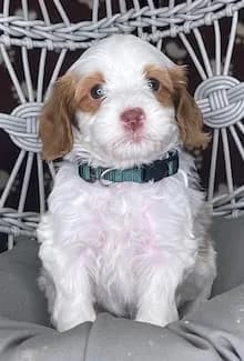 Bailey & Buddy litter