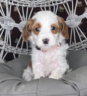 Bailey & Buddy litter