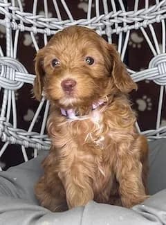Bailey & Buddy litter