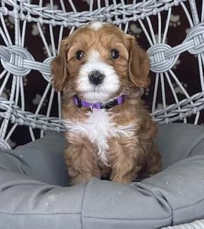 Bailey & Buddy litter