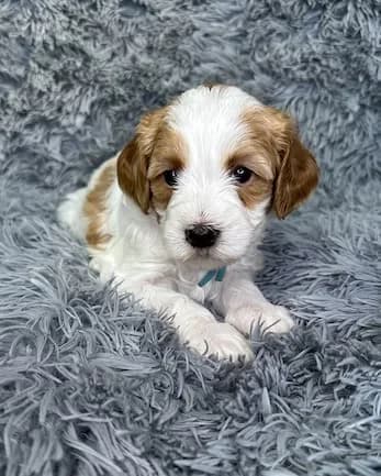 Bailey & Buddy litter