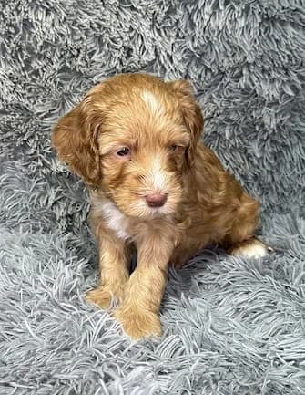 Bailey & Buddy litter
