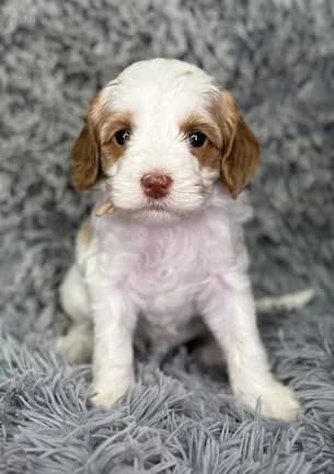 Bailey & Buddy litter