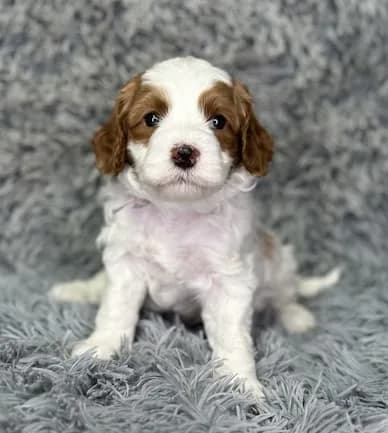Bailey & Buddy litter