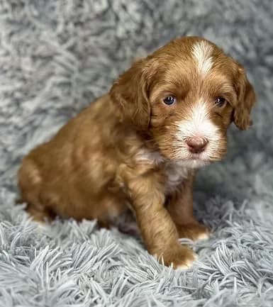 Bailey & Buddy litter