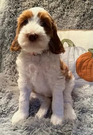 Baylee & Buddy litter