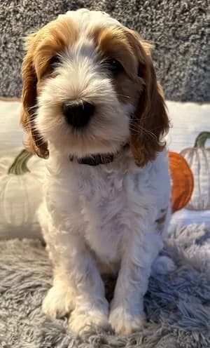 Baylee & Buddy litter