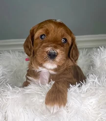 Baylee & Buddy litter