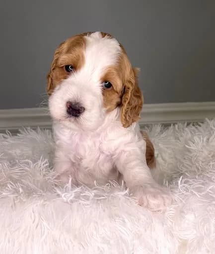 Baylee & Buddy litter