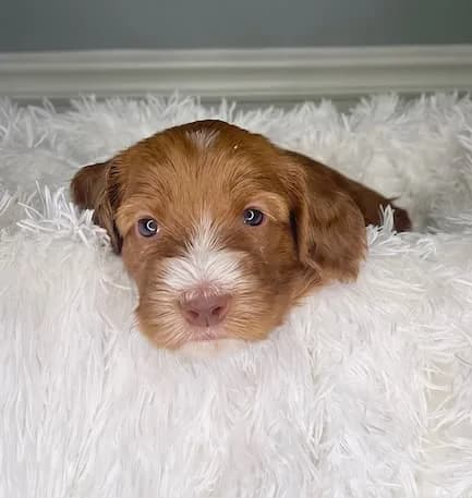 Baylee & Buddy litter