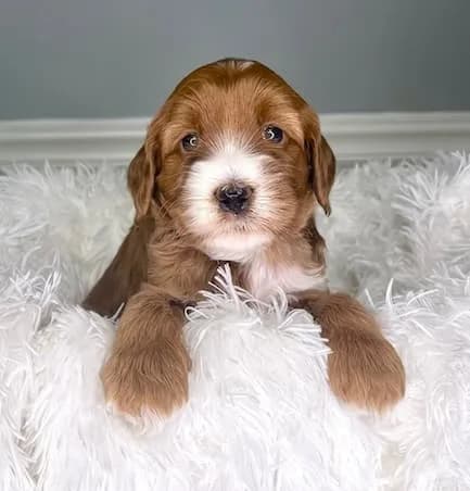 Baylee & Buddy litter