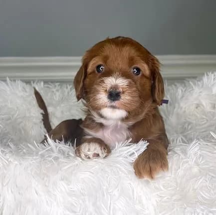 Baylee & Buddy litter
