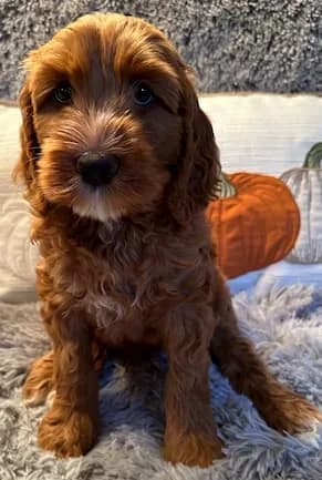 Baylee & Buddy litter
