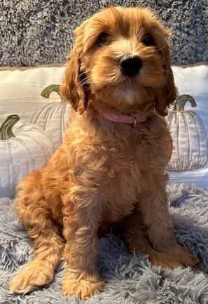 Baylee & Buddy litter