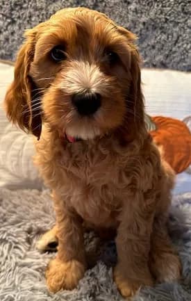 Baylee & Buddy litter