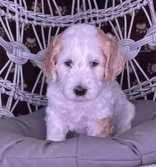 Baylee & Charley litter