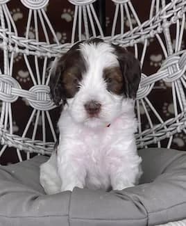 Baylee & Charley litter