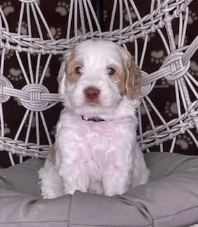 Baylee & Charley litter