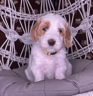 Baylee & Charley litter