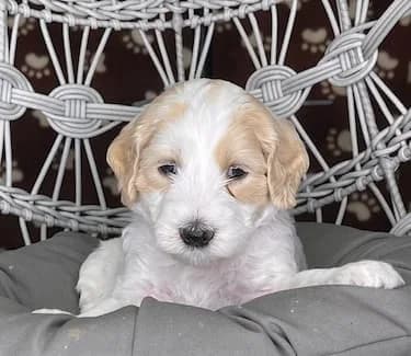 Baylee & Charley litter